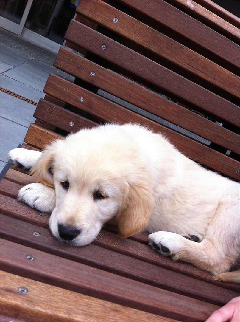 Golden retriever krumme billede 6