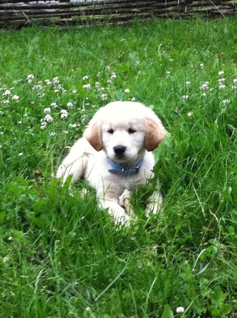 Golden retriever krumme billede 4