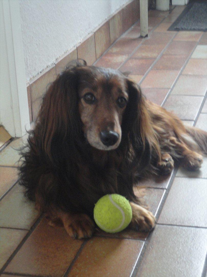 Gravhund Walter - Du sød min ven *-: 
"hvad? tror du selv på du må få denne her bold?"  billede 18