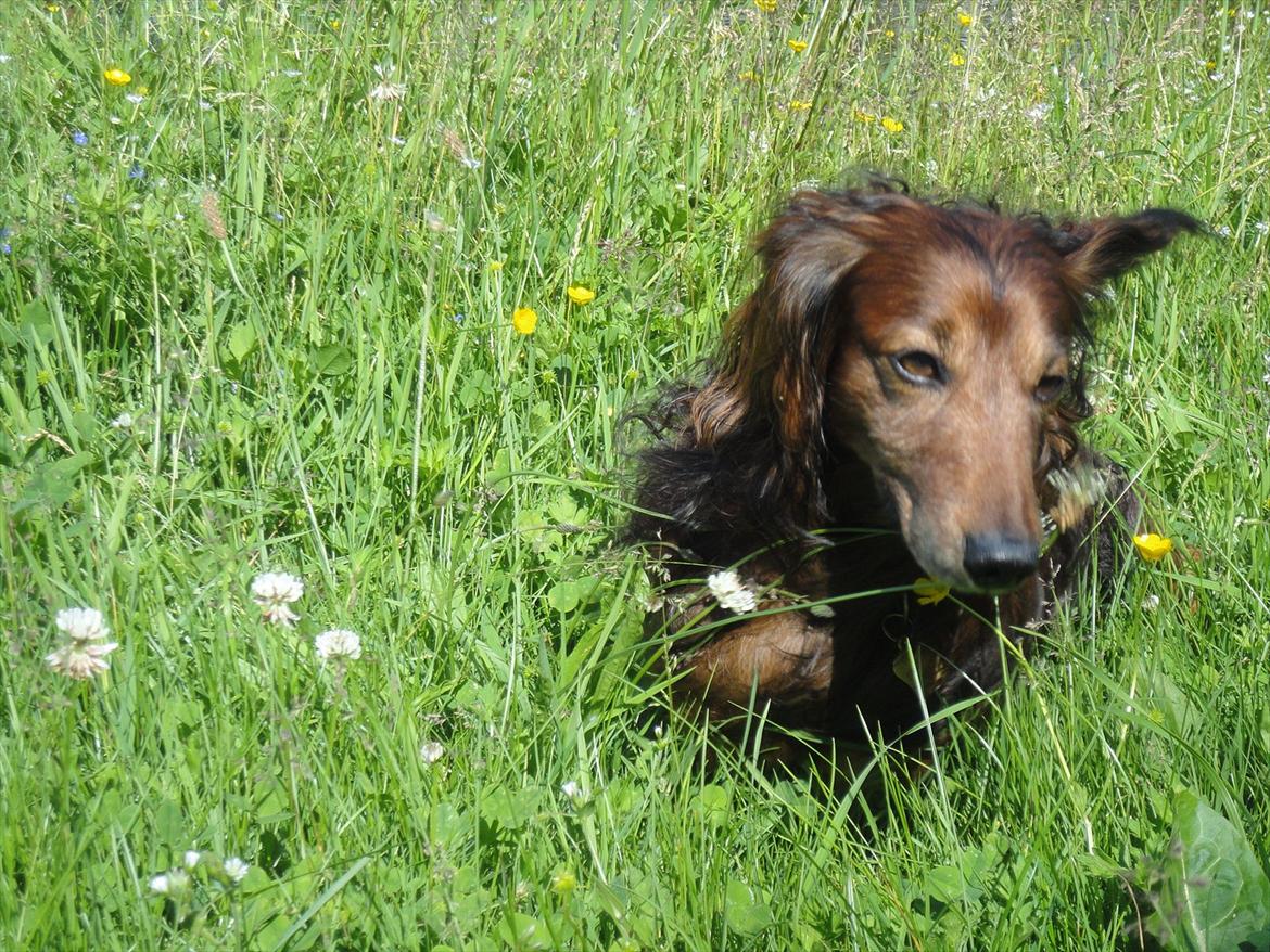 Gravhund Walter - Du helt igennem fantastisk, unik, og så du min. *-: billede 21