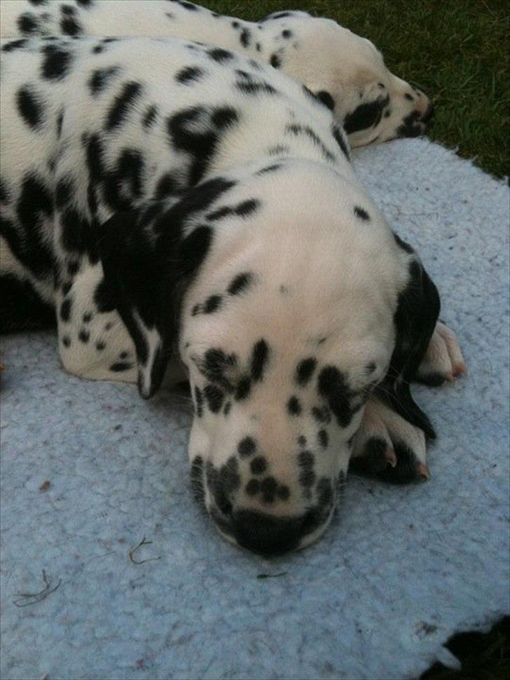 Dalmatiner Neo Aka Frindly Frodo  - Helt udmattet mellem de andre små hvalpe. En uge før jeg hentede ham.  billede 1
