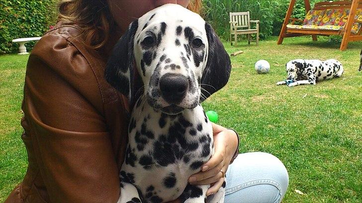 Dalmatiner Neo Aka Frindly Frodo  - Dagen jeg hentede ham.  billede 2