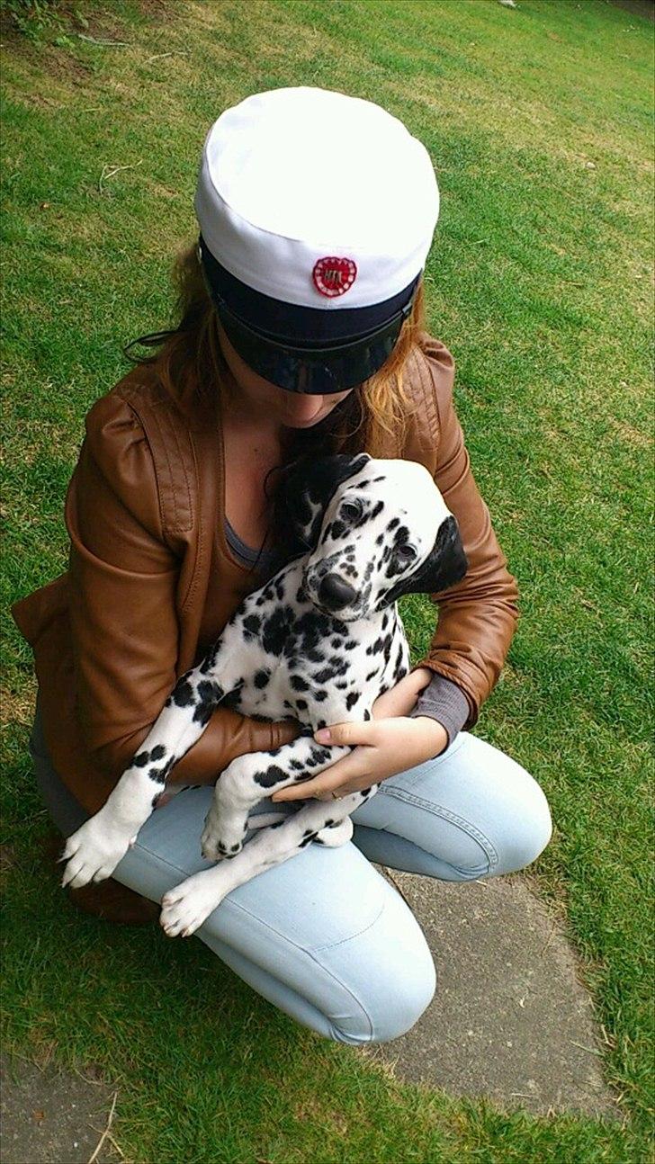 Dalmatiner Neo Aka Frindly Frodo  - Lige blevet student. 
Han var den bedste gave man kunne ønske sig.  billede 3