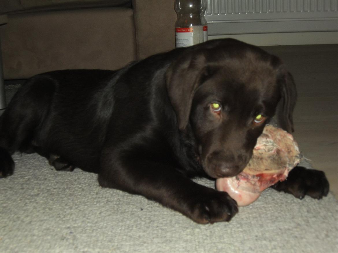 Labrador retriever Tyson - Uh det er lækkert med sådan et ben :) billede 14