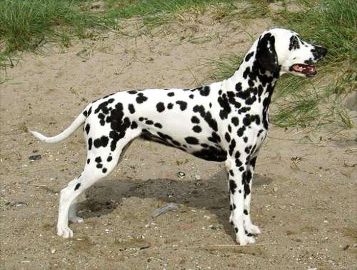 Dalmatiner Neo Aka Frindly Frodo  - Neo's mor. 
Sally aka prinsesse phregne billede 5