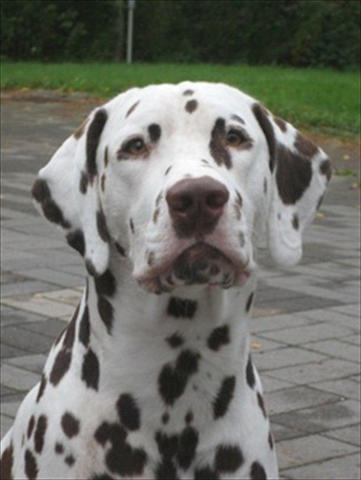 Dalmatiner Neo Aka Frindly Frodo  - Neo's far 
Ottopojan ÖnskarLyckaTill ”Tuuri”
 billede 6