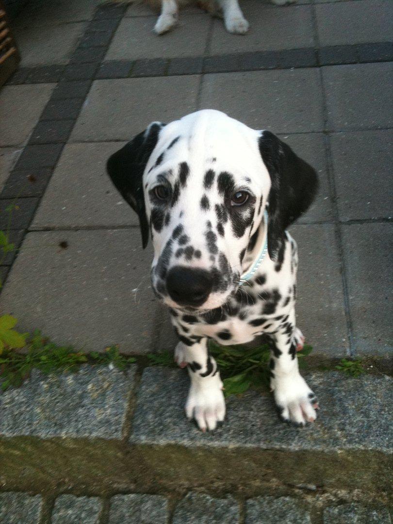 Dalmatiner Neo Aka Frindly Frodo  - Nååårh :)  billede 7