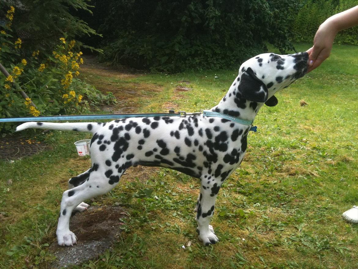 Dalmatiner Neo Aka Frindly Frodo  - Han er så fin :)  billede 8