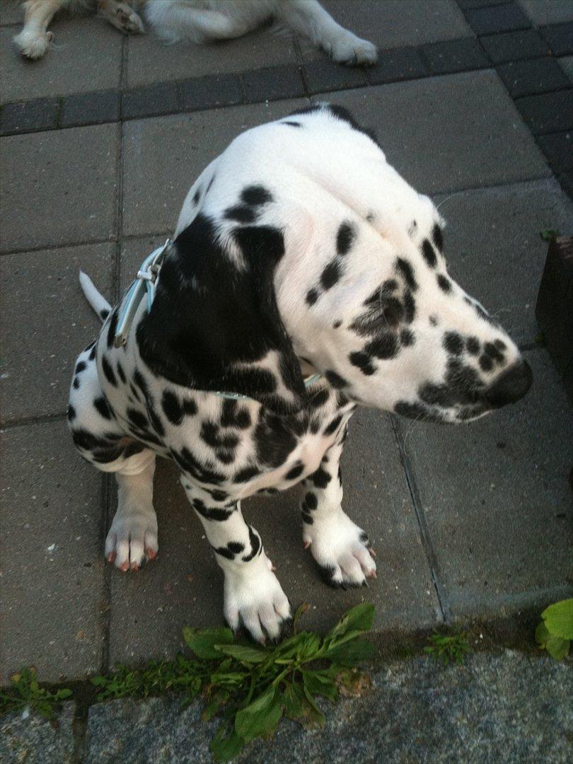 Dalmatiner Neo Aka Frindly Frodo  billede 9