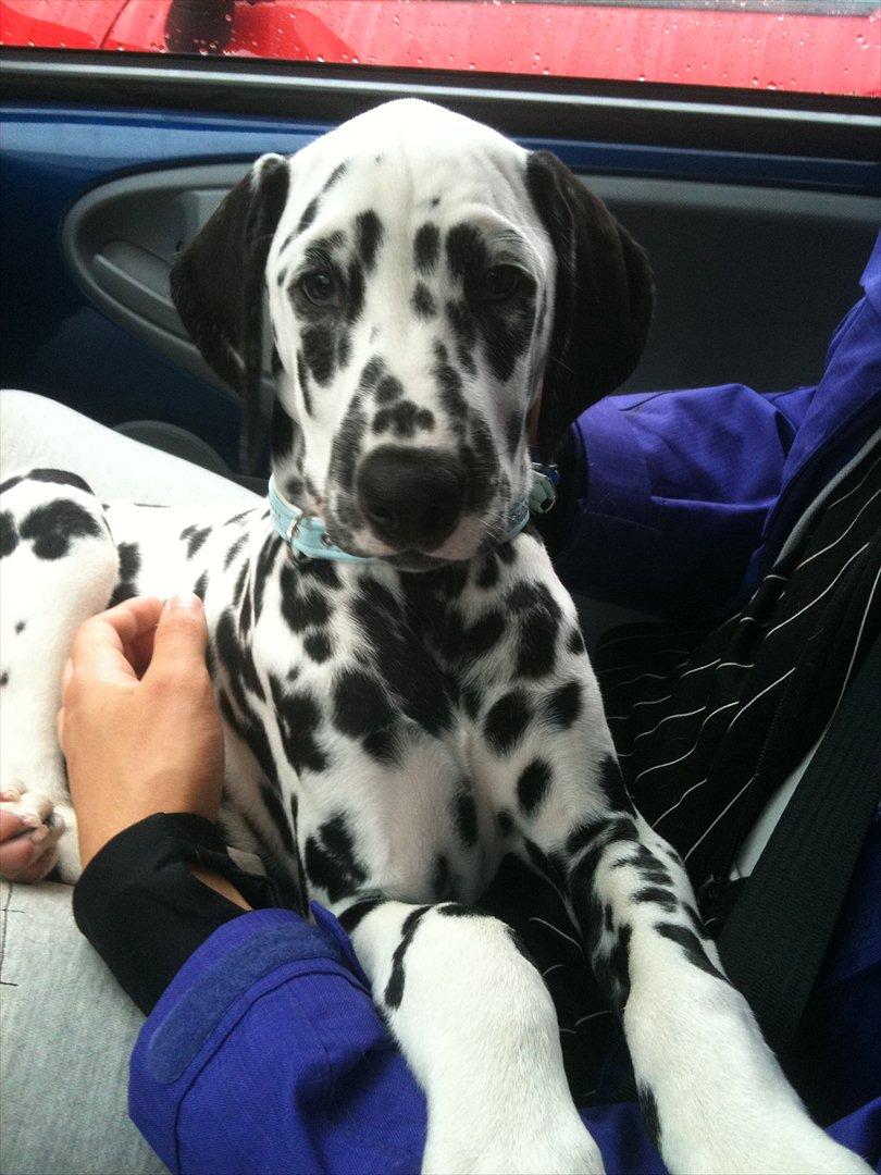 Dalmatiner Neo Aka Frindly Frodo  billede 10