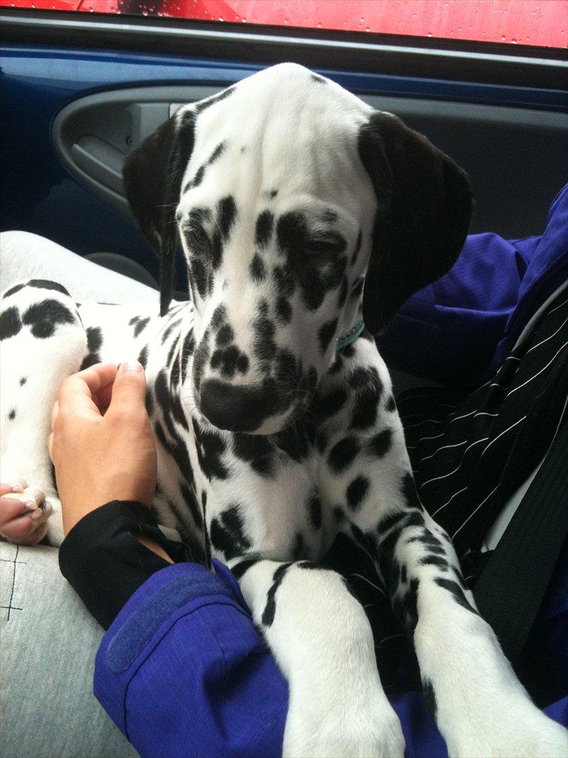 Dalmatiner Neo Aka Frindly Frodo  billede 11