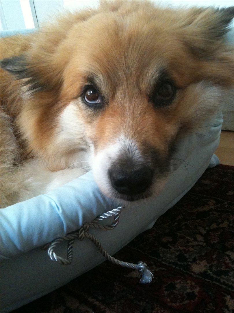 Islandsk fårehund Mestur billede 7