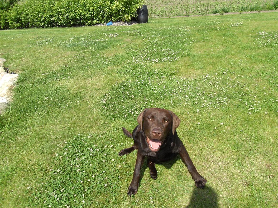 Labrador retriever Tyson - Nyder en lækker sommerdag i haven billede 15
