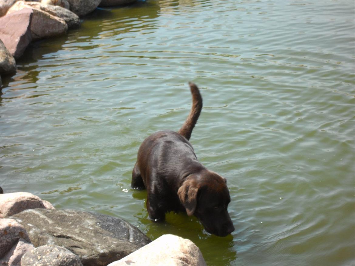 Labrador retriever Tyson - En lille forfriskning i havesøen billede 16
