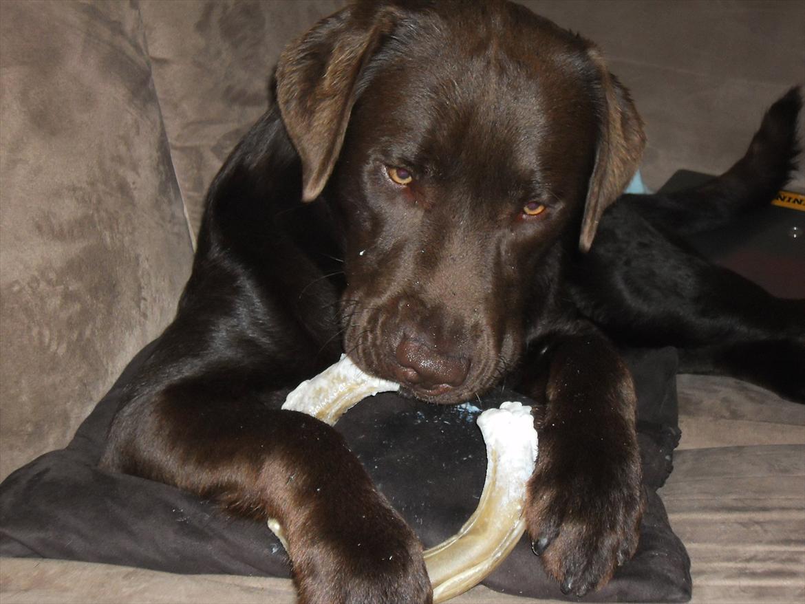 Labrador retriever Tyson billede 17