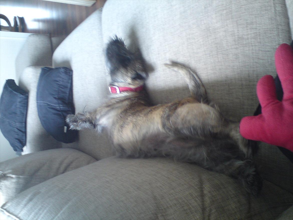 Cairn terrier Liva billede 11