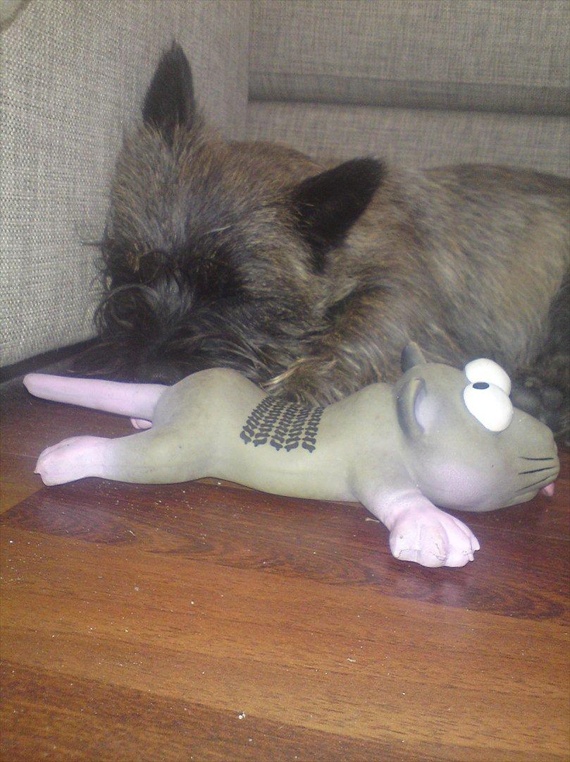 Cairn terrier Liva billede 12