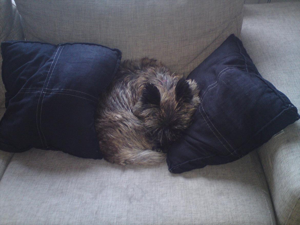 Cairn terrier Liva billede 13