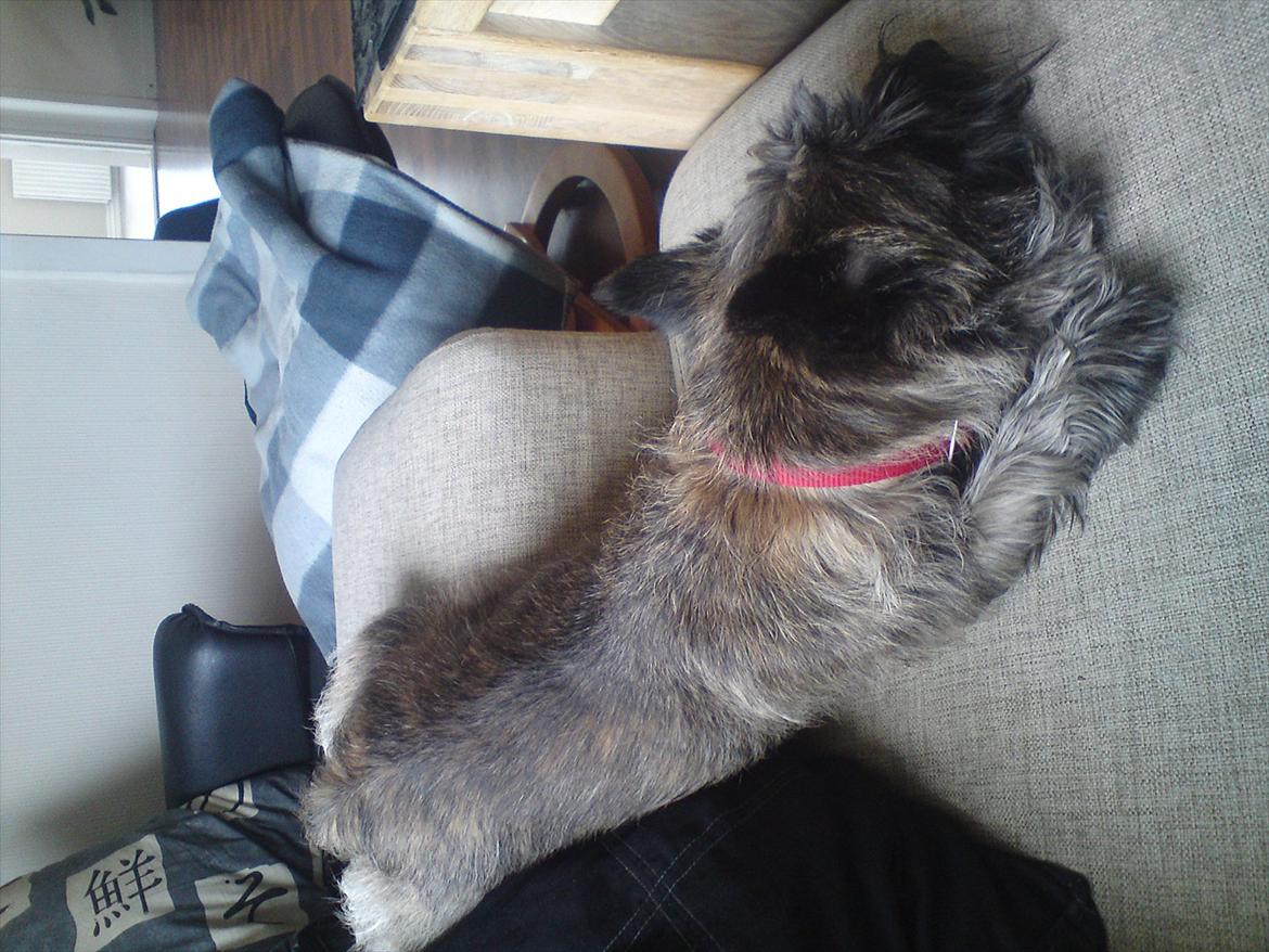 Cairn terrier Liva billede 17