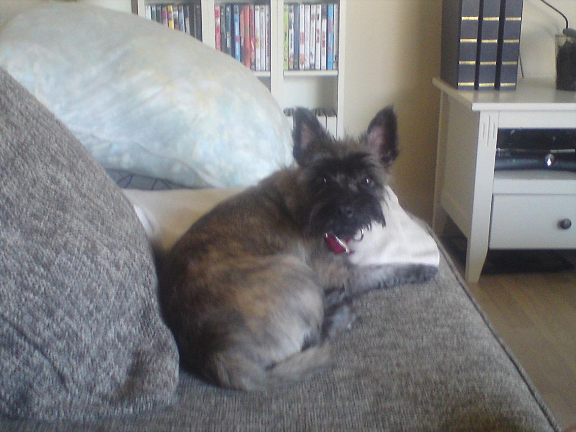 Cairn terrier Liva billede 14