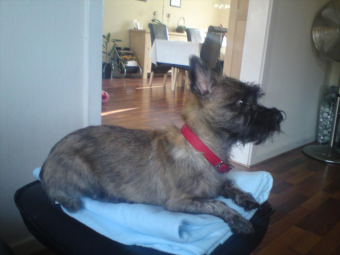 Cairn terrier Liva billede 15