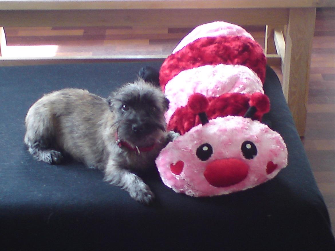 Cairn terrier Liva billede 16