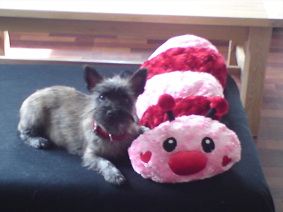 Cairn terrier Liva billede 18