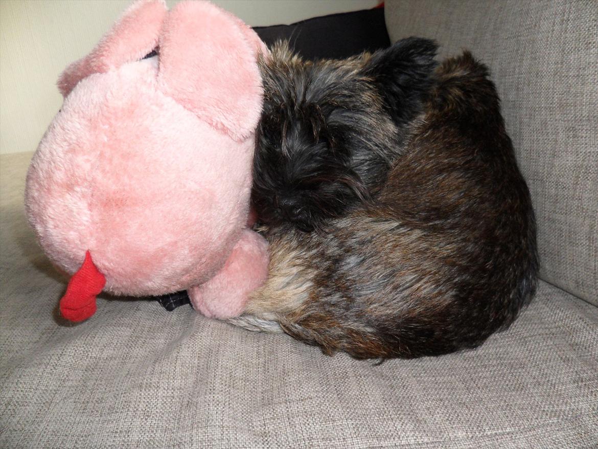 Cairn terrier Liva billede 19