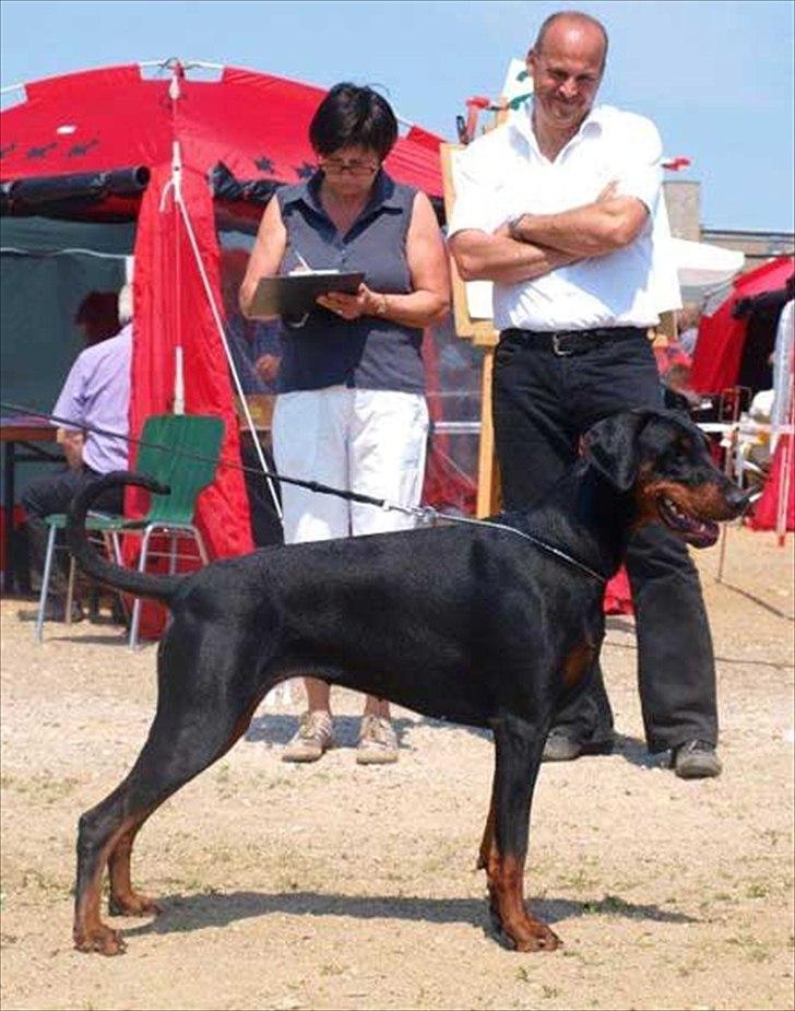 Dobermann Dobergaarden Forever Caya Carisma - Udstilling i Neumünster 5.6.2011 billede 2