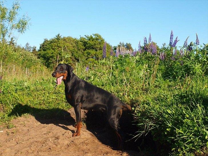 Dobermann Dobergaarden Forever Caya Carisma - Caya udenfor sin hule billede 3