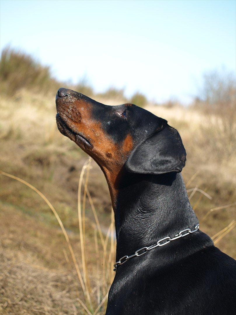 Czy Na Dobermana Trzeba Miec Pozwolenie Dobermann Dobergaarden Forever Caya Carisma - Billeder af hunde