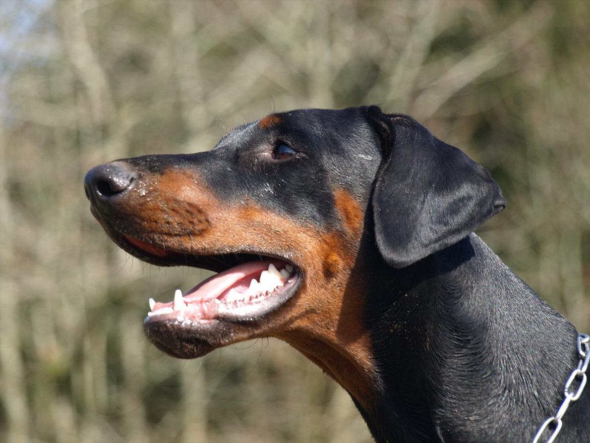 Dobermann Dobergaarden Forever Caya Carisma billede 5