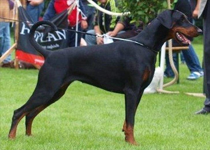 Dobermann Dobergaarden Forever Caya Carisma - DV-Siegershow billede 6