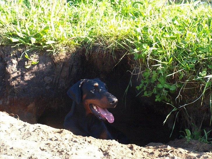 Dobermann Dobergaarden Forever Caya Carisma - Cayas hule billede 7