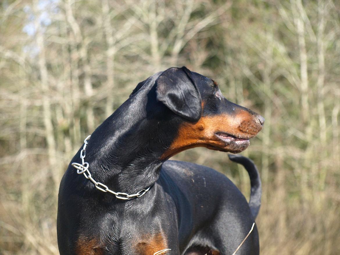 Dobermann Dobergaarden Forever Caya Carisma billede 8
