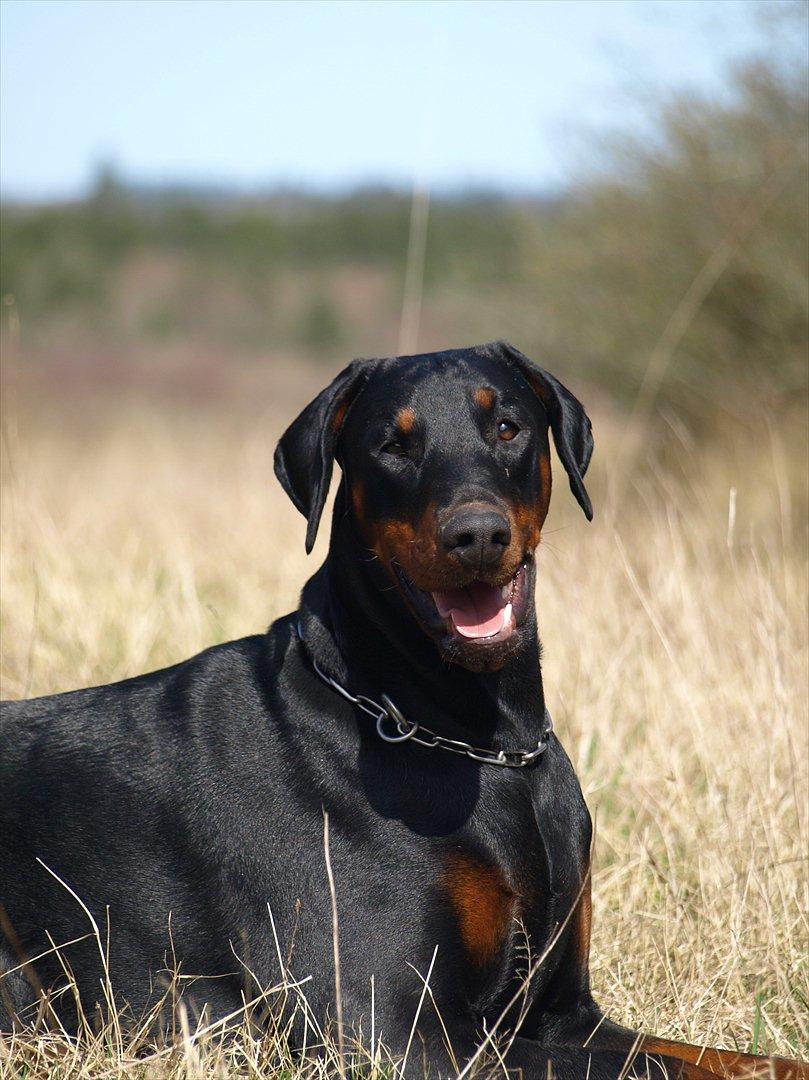 Dobermann Dobergaarden Forever Caya Carisma billede 9