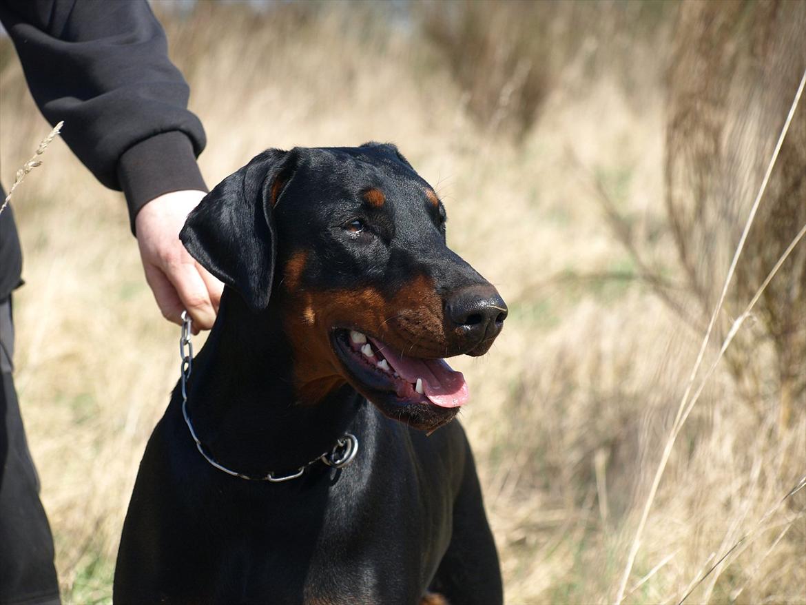 Dobermann Dobergaarden Forever Caya Carisma billede 10
