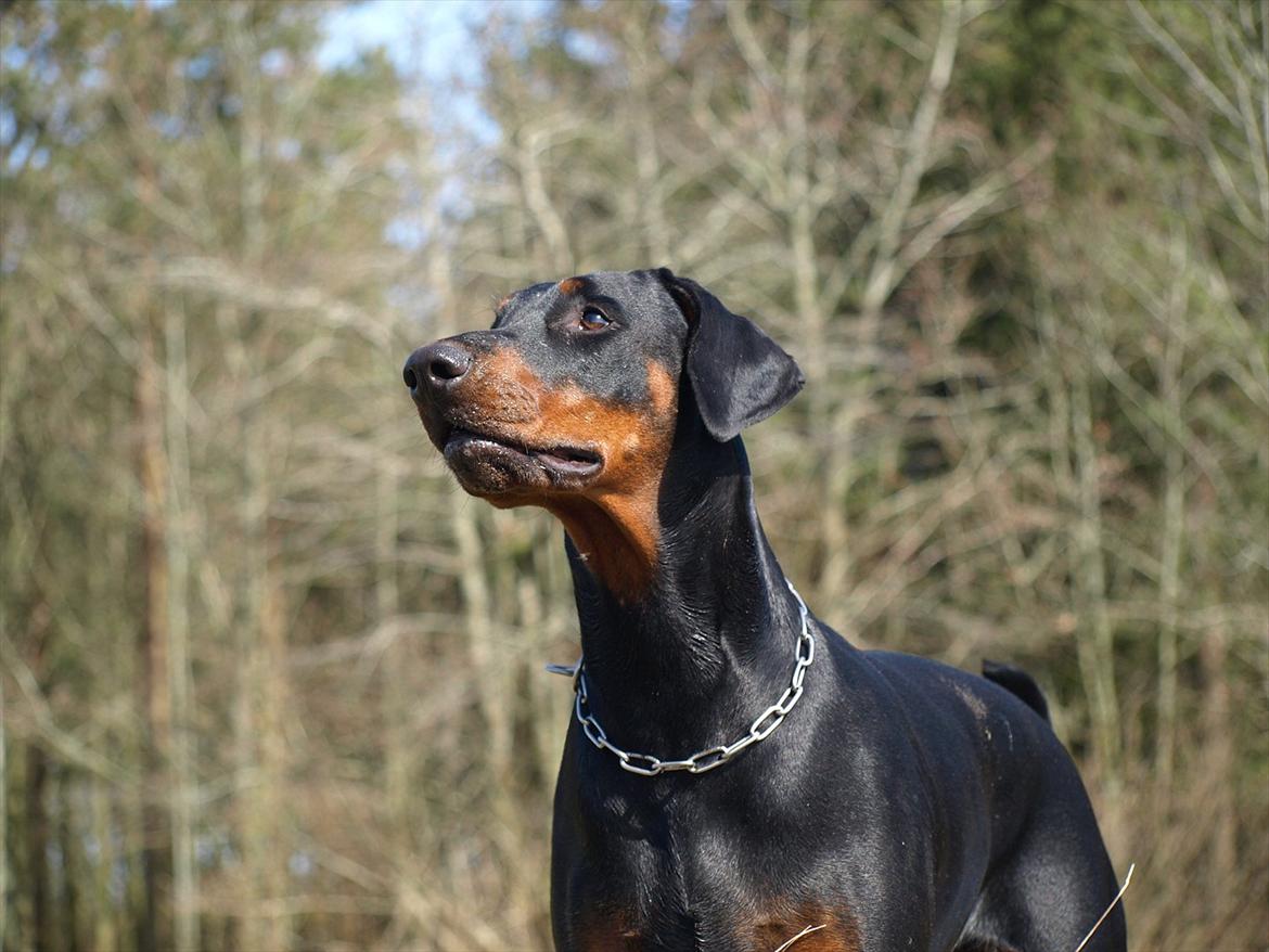 Dobermann Dobergaarden Forever Caya Carisma billede 11