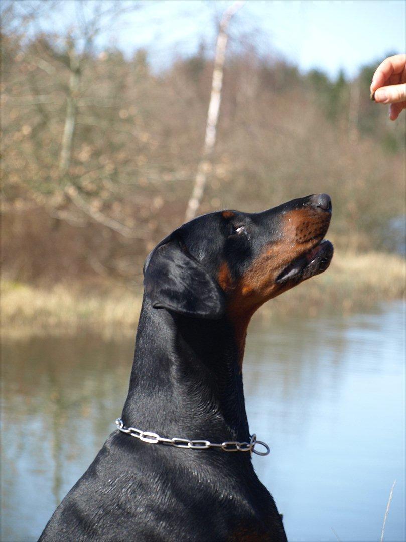 Dobermann Dobergaarden Forever Caya Carisma billede 12