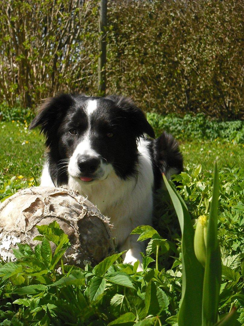 Border collie Meeko (Himmelhund) billede 1