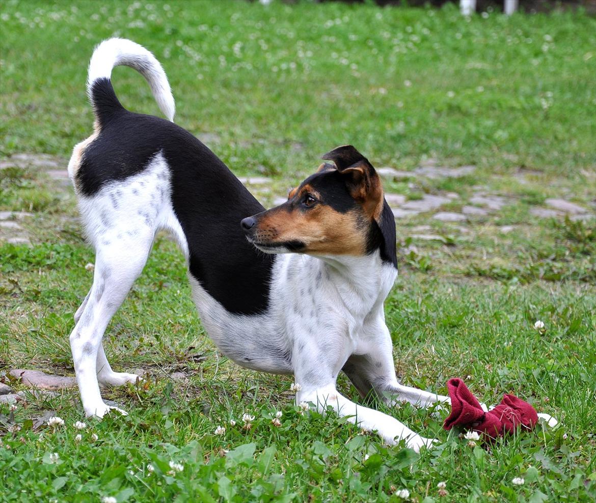 Dansk svensk gaardhund Björk<'3 - 16 # Leg i gårdspladsen:) Foto: AFH 25.07.11 billede 16
