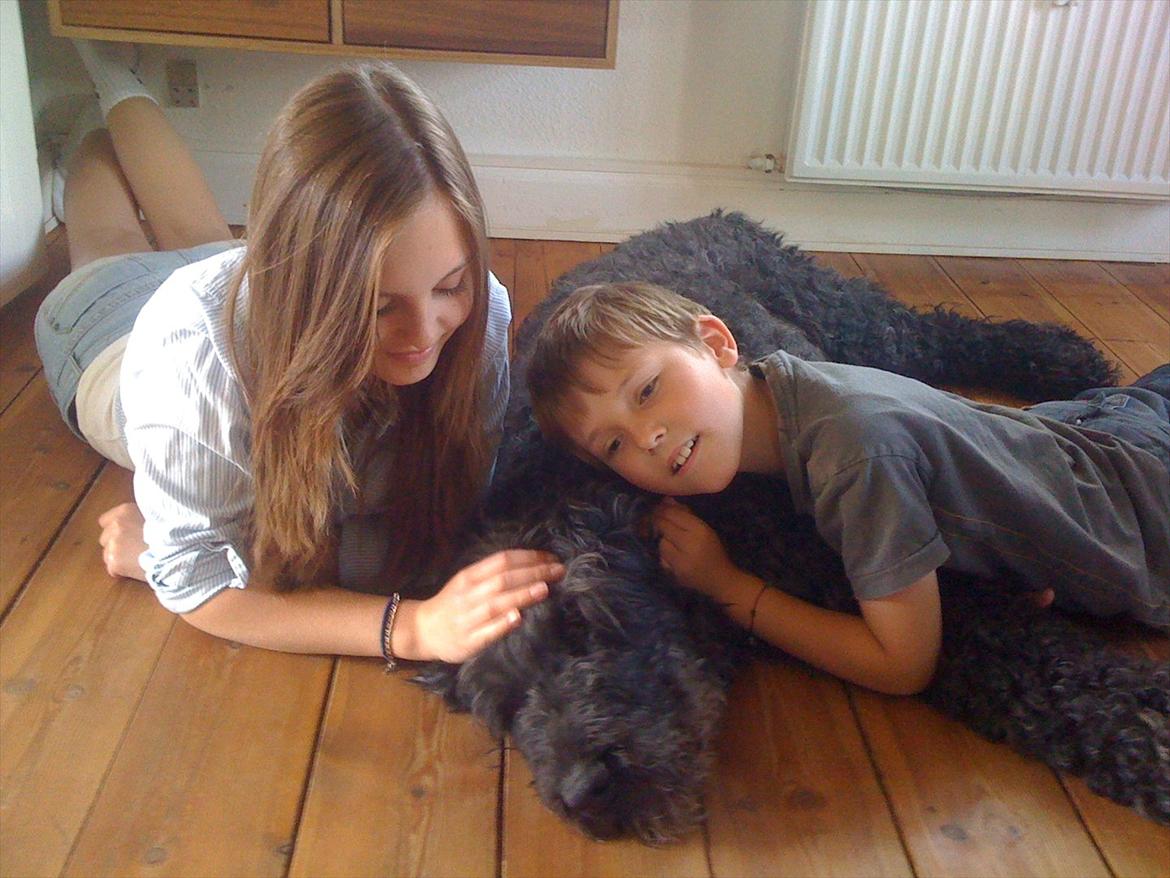 Bouvier des flandres Buffer - Rest in peace. You'll always have a special place in my heart. billede 12