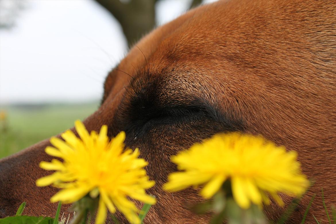 Rhodesian ridgeback (Bhara Bhara) Zibonille - 19. Billede: taget af mig billede 17