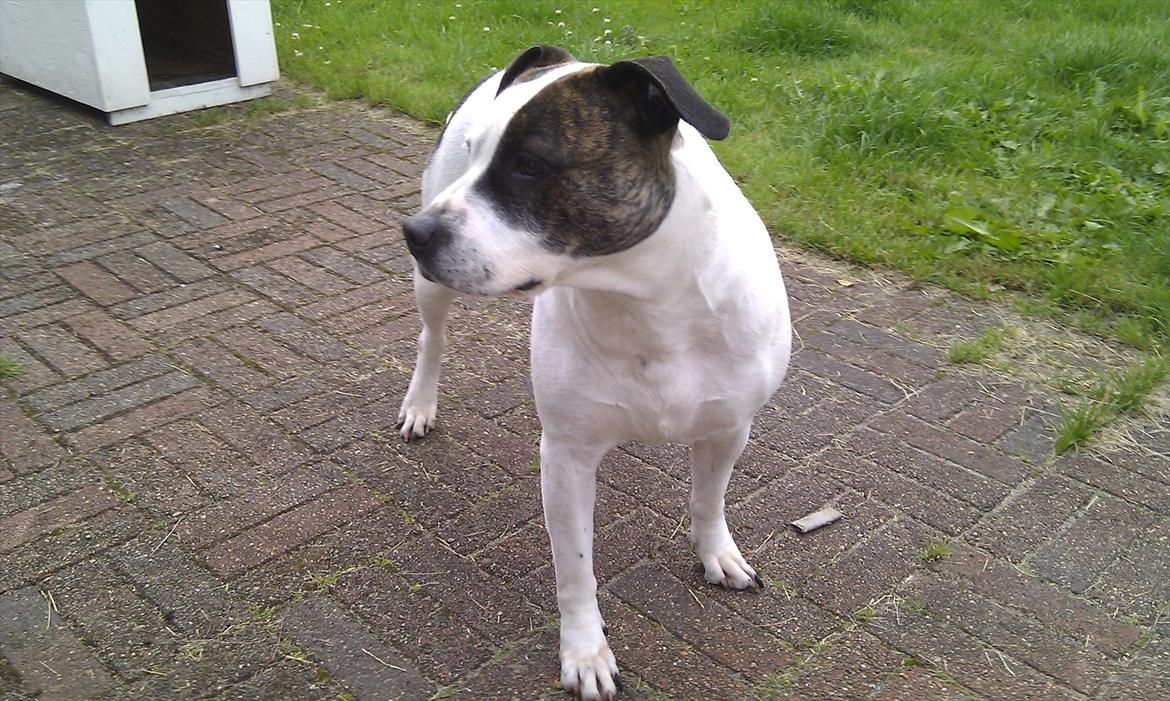 Blanding af racer Frida billede 20