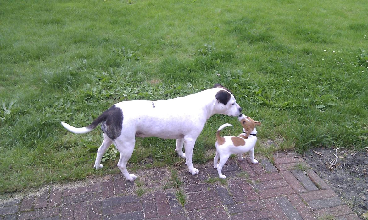 Blanding af racer Cocio - Frida og Cocio i haven. 10 uger billede 19