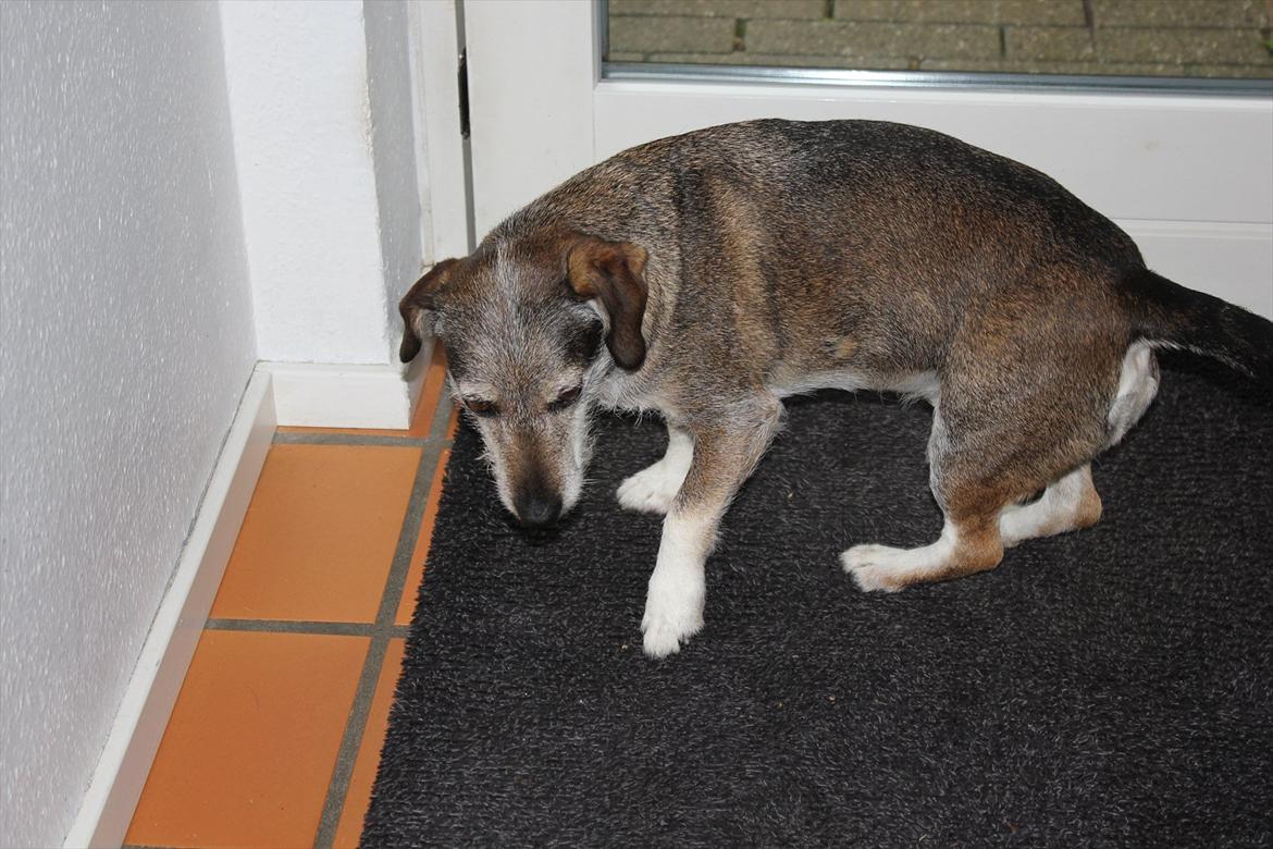 Blanding af racer balto billede 2