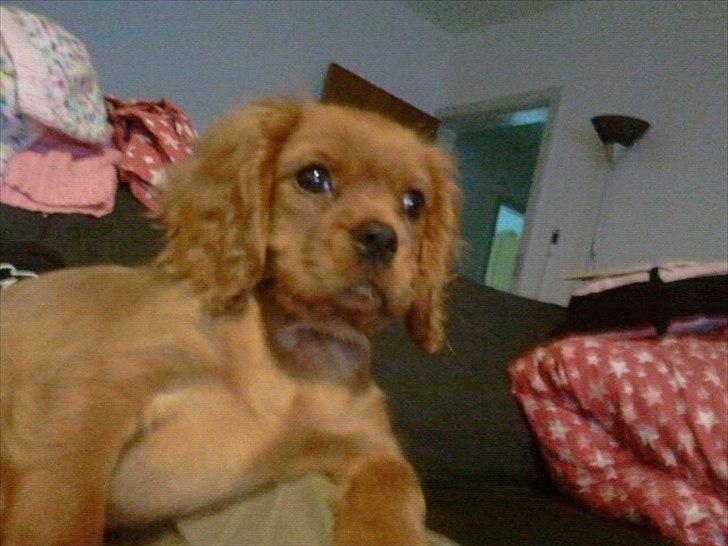 Cavalier king charles spaniel Rocky billede 6