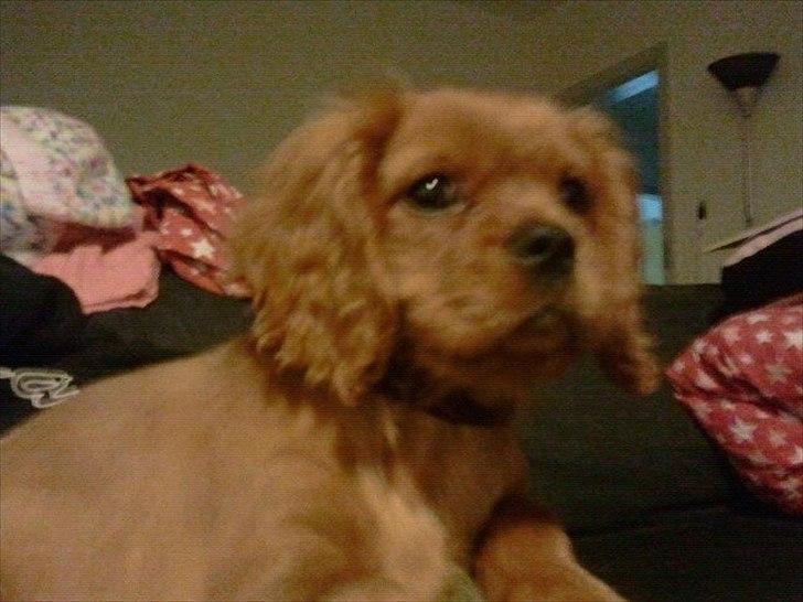 Cavalier king charles spaniel Rocky billede 7