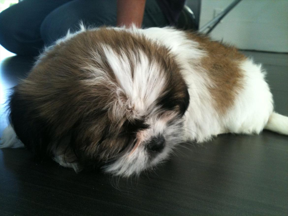 Shih tzu Chico billede 1