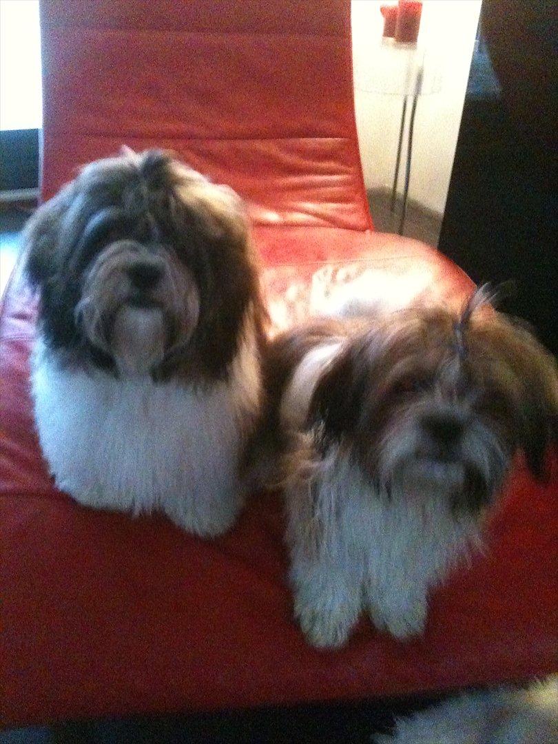 Shih tzu Chico - vasket og nystrøget billede 2